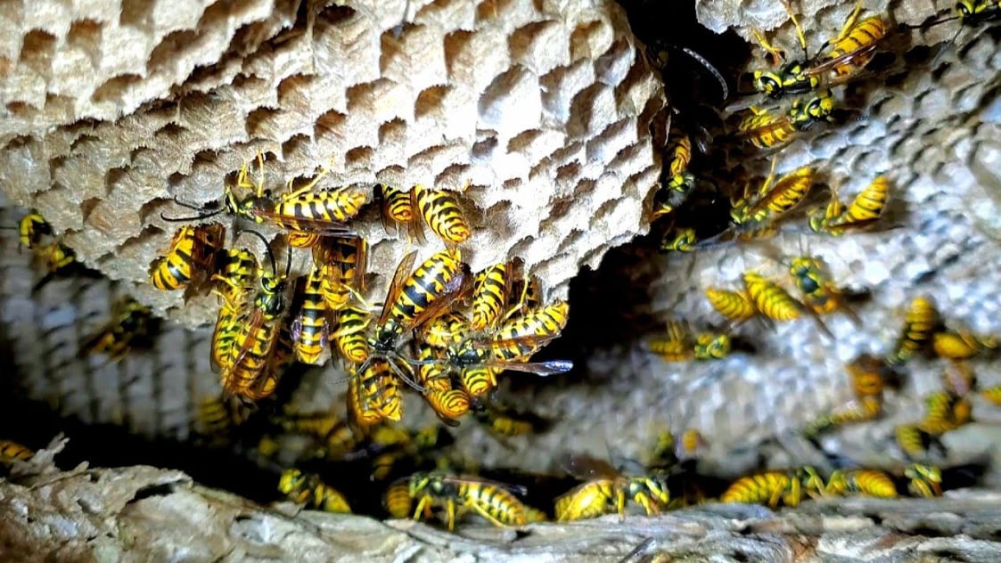 wasps control new jersey